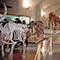 Veduta d'insieme, Museo di Storia Naturale di Firenze - Sezione di Geologia e Paleontologia.