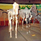 Evoluzione degli Equidi, Museo di Storia Naturale di Firenze - Sezione di Geologia e Paleontologia.