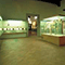 Veduta d'insieme della prima sala del Museo Fiorentino di Preistoria "Paolo Graziosi", Firenze.