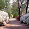 Viale del Giardino, Orto Botanico "Giardino dei Semplici", Firenze.