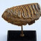 Reperto fossile, Fondazione Scienza e Tecnica, Firenze.