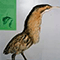 Un esemplare della Collezione zoologica, Museo Civico di Scienze Naturali e Archeologia della Valdinievole, Pescia.