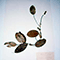 Erbario Amidei: Potanogeton Najadaceae, Biblioteca Guarnacci, Volterra.