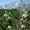 Pero Corvino (Amelanchier Ovalis Medicus), Orto Botanico delle Alpi Apuane "Pietro Pellegrini", Massa.