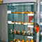 Collezione di modelli di frutta e funghi, Orto Botanico Comunale di Lucca - Museo Botanico "Cesare Bicchi".
