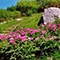 Peonia officinalis, Orto Botanico Pania di Corfino, Loc. Pi� Magnano, Orecchiella, Villa Collemandina.