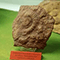 Ammoniti e belemniti conservate nel rosso ammonitico, Giurassico inferiore, Gruppo Mineralogico e Paleontologico di Fornaci di Barga.