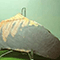 Felce fossile, Gruppo Mineralogico e Paleontologico di Fornaci di Barga.