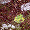 Primula appenninica, Orto Botanico dei Frignoli, Frignoli di Sassalbo, Fivizzano.