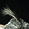 Ciuffo di cristalli aciculari di presunta boulangerite, Museo di Storia Naturale e del Territorio di Calci.