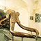 Elephas (Archidiskodom), Museo Paleontologico dell'Accademia Valdarnese del Poggio, Montevarchi.