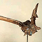 Parti di cranio di Cervus elaphus, Museo Paleontologico dell'Accademia Valdarnese del Poggio, Montevarchi.