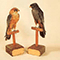 Falco cuculo (Falco vespertinus); a destra, maschio adulto, Museo Ornitologico "Carlo Beni", Stia.