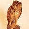 Gufo reale (Bubo Bubo), Museo Ornitologico "Carlo Beni", Stia.
