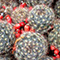 Succulente, Orto Botanico dell'Universit� degli Studi di Siena.