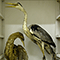 Collezione naturalistica, Istituto Calasanzio, Empoli.