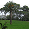 Parco pubblico di Villa Corridi, Livorno.