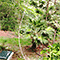 Giardino Botanico dell'Ottonella, Portoferraio.