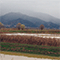 Ex lago di Bientina fra Altopascio e Bientina.