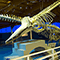Il salone dei Cetacei all'interno del Museo di Storia Naturale del Mediterraneo, Livorno.