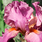 Uno dei giaggioli partecipanti al concorso che si svolge annualmente al Giardino dell'Iris, Firenze.