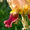 Uno dei giaggioli partecipanti al concorso che si svolge annualmente al Giardino dell'Iris, Firenze.