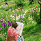 Il Giardino dell'Iris durante la mostra dei giaggioli che partecipao al concorso indetto annualmente, Firenze.