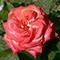 Un fiore nel Giardino delle Rose, Firenze.