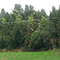 La Villa Medicea del Trebbio circondata dalla vegetazione, San Piero a Sieve.