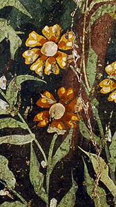 Chrysanthemum segetum