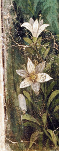 Lilium candidum