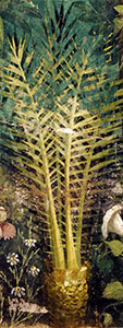 Phoenix dactylyphera