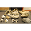 Fossili del pliocene ritrovati nel "taglio di Collegonzoli" come i "nichi" di Leonardo.