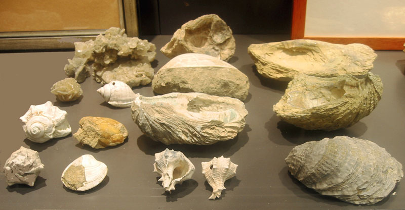 Fossil from the Pliocene found in the "taglio di Collegonzoli" like the "nichi" of Leonardo.