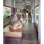 The replicas, Florence Natural History Museum - Geological and Paleontological Section.