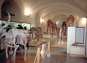 Overall view, Florence Natural History Museum - Geological and Paleontological Section.