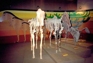 Evolution of the equids, Florence Natural History Museum - Geological and Paleontological Section.