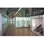 Overall view of the Florence Natural History Museum - Mineralogical Section.