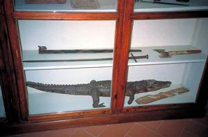 Egyptian Room: weapons, stuffed cayman and viper, Missionary Museum of the Monastery of San Francesco, Fiesole.