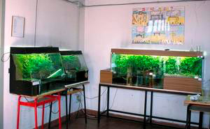 Overall view of some vivariums with carnivarious plants, State Science Liceo "Agnoletti", Sesto Fiorentino.
