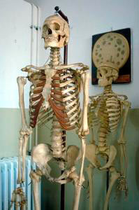 Human skeletons, Liceo Classico "Michelangiolo", Florence.