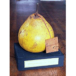 Plaster model of bergamot pear, State Agricultural Institute, Florence.