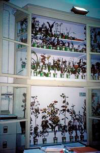 Botanical wax models, Florence Natural History Museum - Botanical Section.