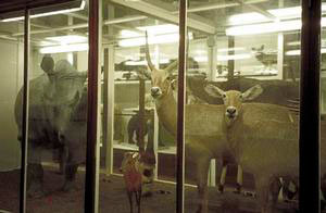 Detail of the first room of Mammals, Museum of Natural History of Florence - Zoology Section ("La Specola").