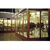 Il grande salone degli Uccelli, Museo di Storia Naturale di Firenze - Sezione di Zoologia ("La Specola").
