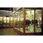 Large hall of Birds, Museum of Natural History of Florence - Zoology Section ("La Specola").