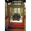 Testuggine gigante delle Galapagos, Museo di Storia Naturale di Firenze - Sezione di Zoologia ("La Specola").
