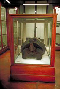 Giant tortoise from the Galapagos, Museum of Natural History of Florence - Zoology Section ("La Specola").