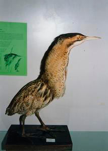 Un esemplare della Collezione zoologica, Museo Civico di Scienze Naturali e Archeologia della Valdinievole, Pescia.