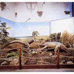 Il diorama sui dinosauri, Museo Civico Paleontologico, Empoli.